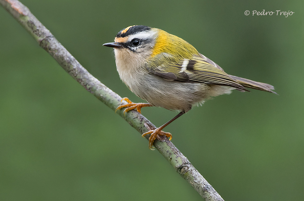 Reyezuelo listado ( Regulus ignicapilla)